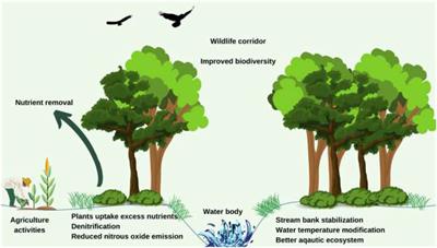 Application of riparian buffer zone in agricultural non-point source pollution control—A review